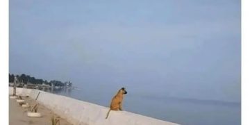 Dog sitting by the sea after eating philosophy book