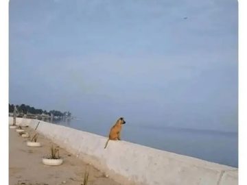 Dog sitting by the sea after eating philosophy book