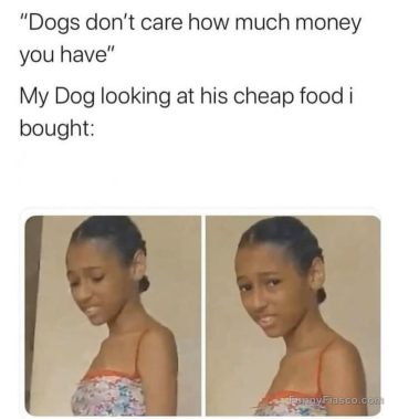 A skeptical dog questioning cheap food purchase.