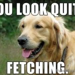 Golden retriever with text saying "You look quite fetching."