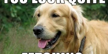 Golden retriever with text saying "You look quite fetching."