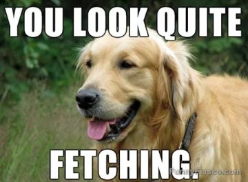 Golden retriever with text saying "You look quite fetching."