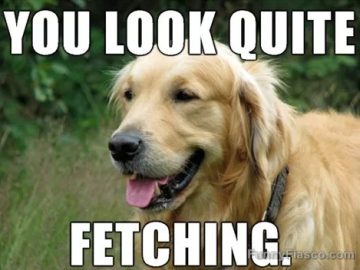 Golden retriever with text saying "You look quite fetching."