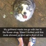 Cute dog looking up at a person in a flower shop.