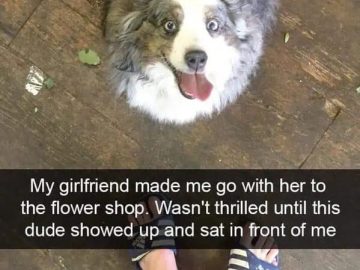 Cute dog looking up at a person in a flower shop.