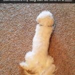 Fluffy white dog lying on carpet, mistaken for something else.