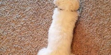 Fluffy white dog lying on carpet, mistaken for something else.