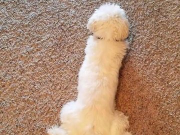 Fluffy white dog lying on carpet, mistaken for something else.