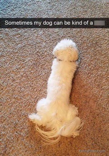 Fluffy white dog lying on carpet, mistaken for something else.