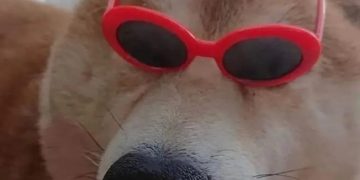 Dog wearing red sunglasses with mansplaining joke