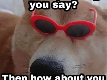 Dog wearing red sunglasses with mansplaining joke