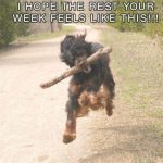 Joyful dog running with a stick, wishing you a great week.