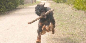 Joyful dog running with a stick, wishing you a great week.