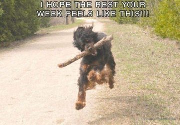Joyful dog running with a stick, wishing you a great week.