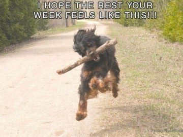 Joyful dog running with a stick, wishing you a great week.