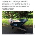 Dog happily sitting in a wheelbarrow on a walk