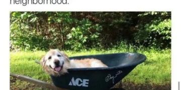Dog happily sitting in a wheelbarrow on a walk