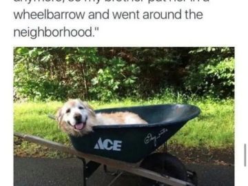 Dog happily sitting in a wheelbarrow on a walk