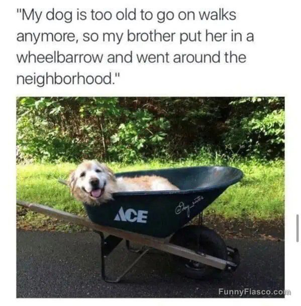 Dog happily sitting in a wheelbarrow on a walk