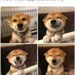 Adorable dog with a joyful smile spread across four images.