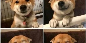 Adorable dog with a joyful smile spread across four images.