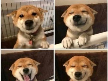 Adorable dog with a joyful smile spread across four images.