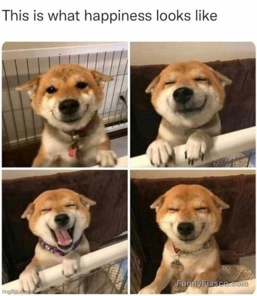 Adorable dog with a joyful smile spread across four images.