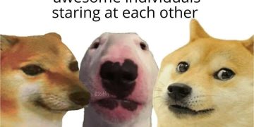 Four adorable dogs having an epic staring contest