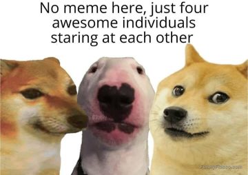 Four adorable dogs having an epic staring contest