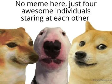 Four adorable dogs having an epic staring contest