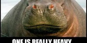 A humorous meme comparing a hippo and a Zippo lighter.