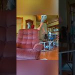 Thumbnail for Relatable Fails That Go Wrong So Fast, a funny short video featuring quick fail moments and instant regret.