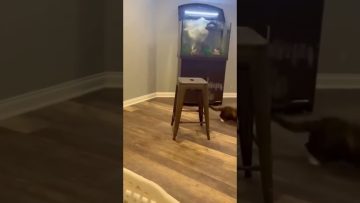 Funny video thumbnail showing an unexpected fail happening suddenly out of nowhere