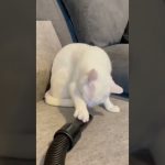 Thumbnail of a chaotic funny YouTube Short capturing a sudden unexpected moment.