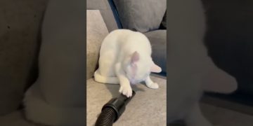 Thumbnail of a chaotic funny YouTube Short capturing a sudden unexpected moment.