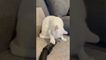 Thumbnail of a chaotic funny YouTube Short capturing a sudden unexpected moment.