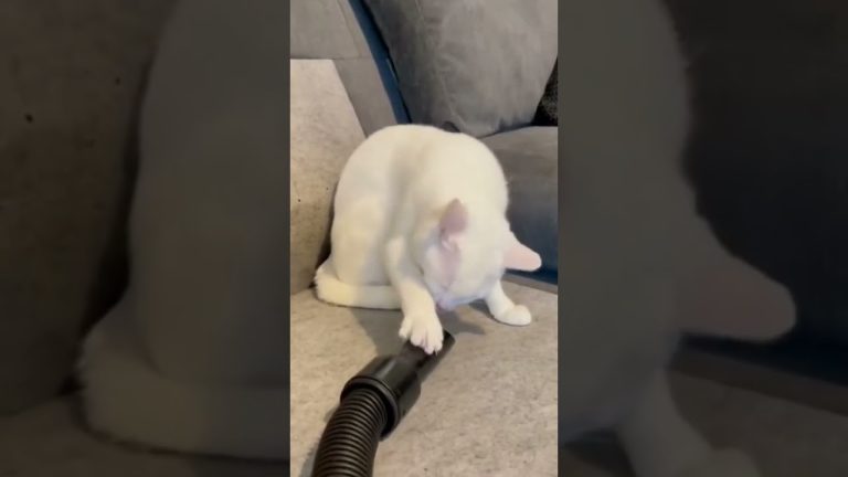 Thumbnail of a chaotic funny YouTube Short capturing a sudden unexpected moment.