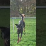 Funny video thumbnail showing a moment that quickly turns from normal into a total disaster fail