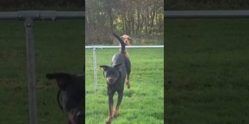 Funny video thumbnail showing a moment that quickly turns from normal into a total disaster fail