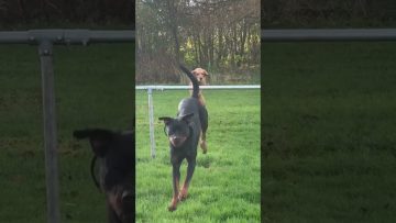 Funny video thumbnail showing a moment that quickly turns from normal into a total disaster fail