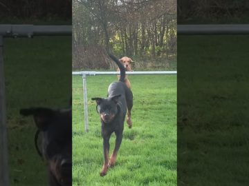 Funny video thumbnail showing a moment that quickly turns from normal into a total disaster fail