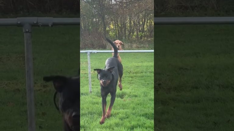 Funny video thumbnail showing a moment that quickly turns from normal into a total disaster fail