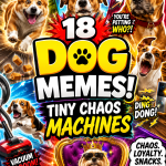 A chaotic dog meme roundup thumbnail with funny dogs, dramatic reactions, snack chaos, vet trip panic, and bold text about dog memes.