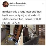 Dog chilling on couch after making a mess with its little arm on display