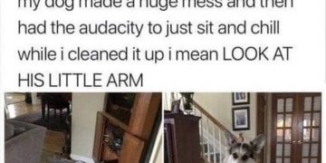 Dog chilling on couch after making a mess with its little arm on display