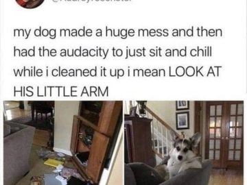 Dog chilling on couch after making a mess with its little arm on display
