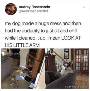 Dog chilling on couch after making a mess with its little arm on display