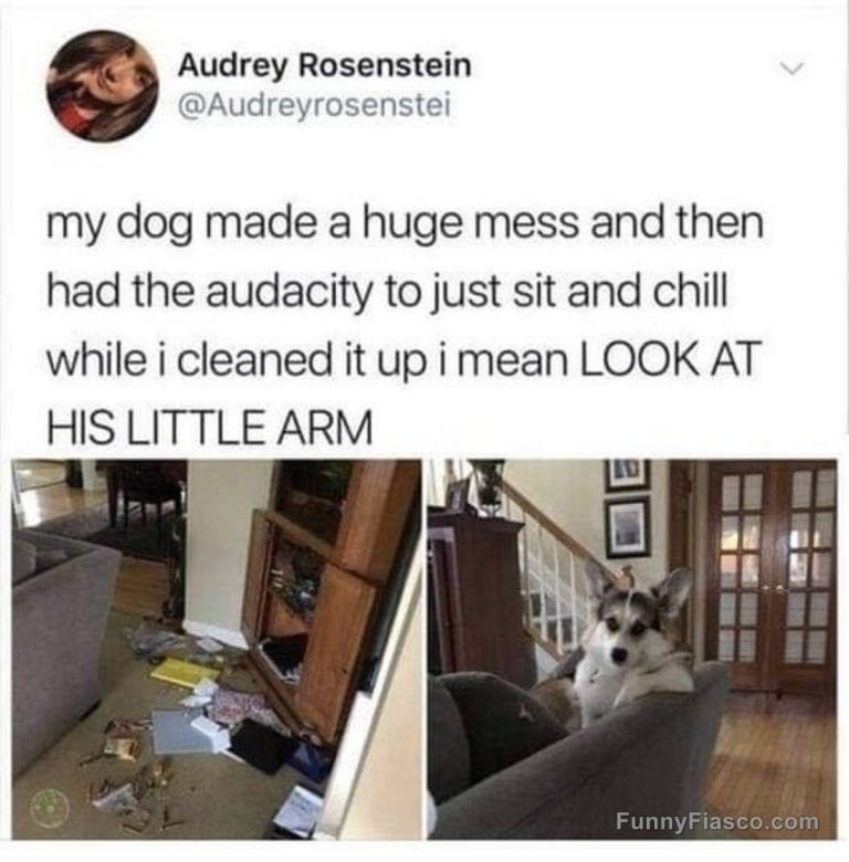 Dog chilling on couch after making a mess with its little arm on display