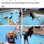 Dogs having an epic pool party, looking happier than ever.