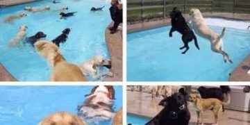 Dogs having an epic pool party, looking happier than ever.